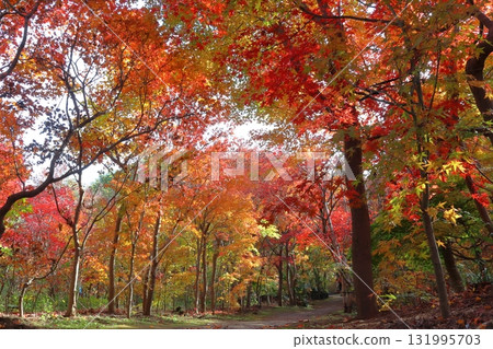 Autumn at Kobayashi Maple Garden (Kawaguchi City, Saitama Prefecture) 131995703