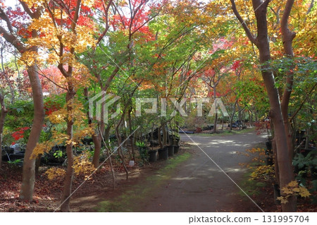Autumn at Kobayashi Maple Garden (Kawaguchi City, Saitama Prefecture) 131995704