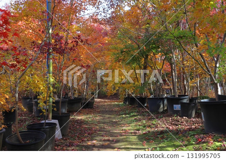小林楓葉園的秋天(埼玉縣川口市) 小林楓葉園的秋天(埼玉縣川口市) 131995705