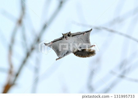A Siberian flying squirrel flies through the trees during the day in a winter park in Hokkaido 131995733