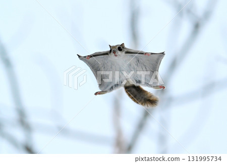 A Siberian flying squirrel flies through the trees during the day in a winter park in Hokkaido 131995734