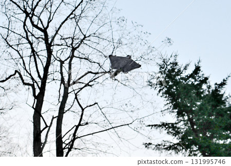 日落後，北海道冬季公園裡，一隻西伯利亞飛鼠在樹林間飛翔 131995746