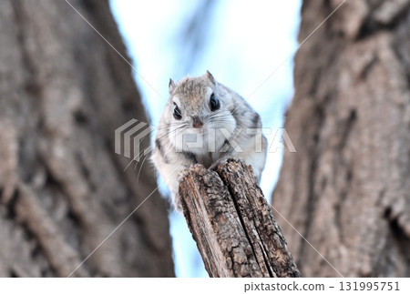A Siberian flying squirrel sitting on a branch during the day in a winter park in Hokkaido 131995751