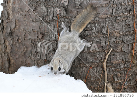 A Siberian flying squirrel eating snow piled up on the ground during the day in a winter park in Hokkaido A Siberian flying squirrel eating snow piled up on the ground during the day in a winter park in Hokkaido 131995756
