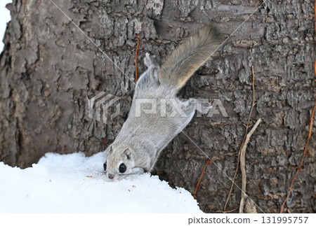 A Siberian flying squirrel eating snow piled up on the ground during the day in a winter park in Hokkaido 131995757