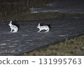 Two snow hares in their winter coats are active late at night on a snowy grassland in the Tokachi region of Hokkaido. 131995763