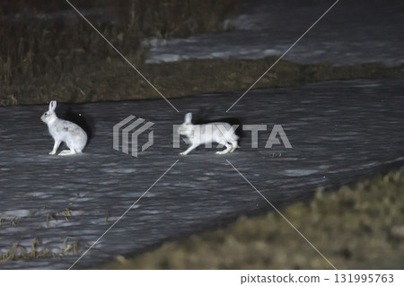 Two snow hares in their winter coats are active late at night on a snowy grassland in the Tokachi region of Hokkaido. 131995763