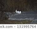 Two snow hares in their winter coats are active late at night on a snowy grassland in the Tokachi region of Hokkaido. 131995764