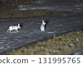 Two snow hares in their winter coats are active late at night on a snowy grassland in the Tokachi region of Hokkaido. 131995765