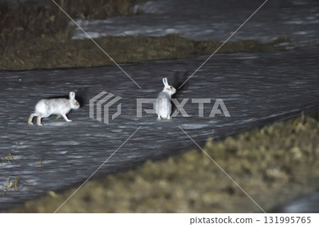 Two snow hares in their winter coats are active late at night on a snowy grassland in the Tokachi region of Hokkaido. 131995765