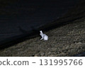 A snow hare in its winter coat is active late at night on a snowy grassland in the Tokachi region of Hokkaido. 131995766