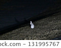 A snow hare in its winter coat is active late at night on a snowy grassland in the Tokachi region of Hokkaido. 131995767