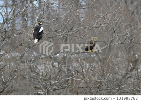 Steller's sea eagle and white-tailed eagle perched on a tree in Hokkaido 131995768