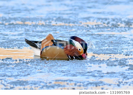 A male mandarin duck swims on the surface of a lake where the ice is beginning to melt in a park in Hokkaido. 131995769