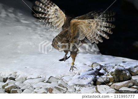 A Blakiston's Fish Owl takes off with a fish from a snow-covered stream in Rausu, Shiretoko Peninsula, Hokkaido A Blakiston's Fish Owl takes off with a fish from a snow-covered stream in Rausu, Shiretoko Peninsula, Hokkaido 131995777