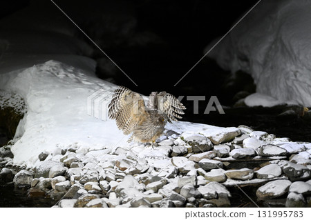 一隻毛腿魚鴞停在北海道知床半島羅臼的一條雪溪上 一隻毛腿魚鴞停在北海道知床半島羅臼的一條雪溪上 131995783