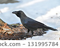 A large-billed crow walking on the melting snow 131995784