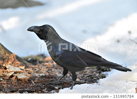 A large-billed crow walking on the melting snow 131995784