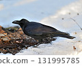 A large-billed crow walking on the melting snow 131995785