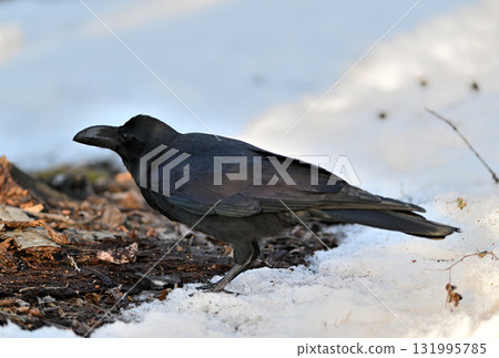 A large-billed crow walking on the melting snow 131995785