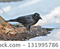 A large-billed crow walking on the melting snow 131995786