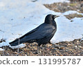 A carrion crow walking on the melting snow 131995787