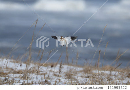 Snow Bunting flaps its wings to keep its balance Snow Bunting flaps its wings to keep its balance 131995822