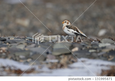 雪鹀降落到地面 131995871