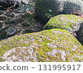Mossy stones along a stream 131995917