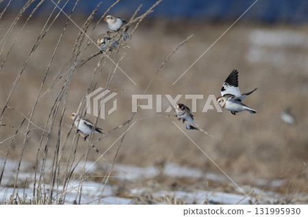 雪鹀成群結隊地飛向海蒜 131995930