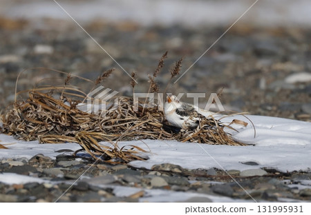 雪鹀在地面上覓食 131995931