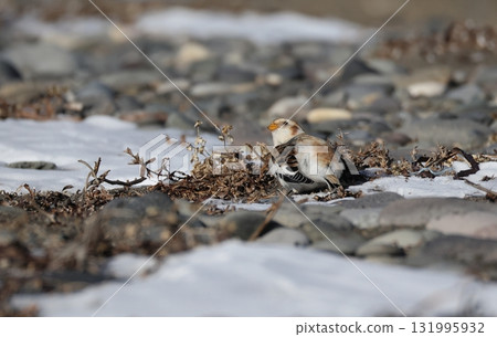 雪鹀在天空守衛 131995932