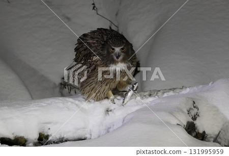 Striped owl that caught a fish Striped owl that caught a fish 131995959