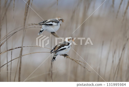 Snow Bunting pecking at sea garlic 131995984