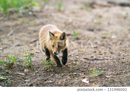 A cute and adorable wild fox (Ezo red fox) from Hokkaido 131996002