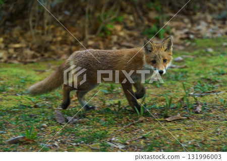 A cute and adorable wild fox (Ezo red fox) from Hokkaido A cute and adorable wild fox (Ezo red fox) from Hokkaido 131996003
