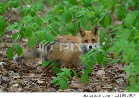A cute and adorable wild fox (Ezo red fox) from Hokkaido 131996004