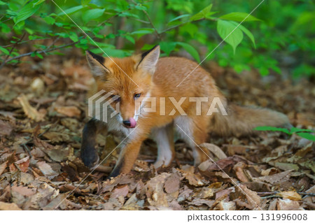 A cute and adorable wild fox (Ezo red fox) from Hokkaido A cute and adorable wild fox (Ezo red fox) from Hokkaido 131996008
