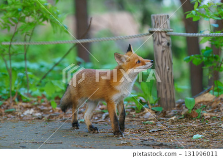 A cute and adorable wild fox (Ezo red fox) from Hokkaido 131996011