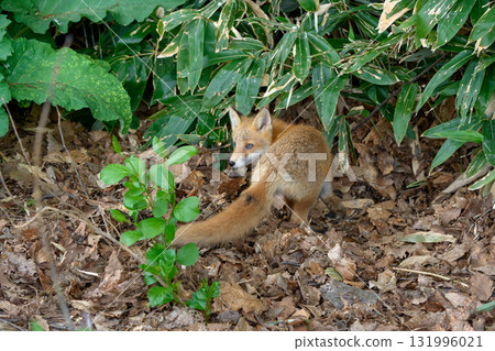 來自北海道的可愛又惹人喜愛的野生狐狸(蝦夷紅狐) 來自北海道的可愛又惹人喜愛的野生狐狸(蝦夷紅狐) 131996021