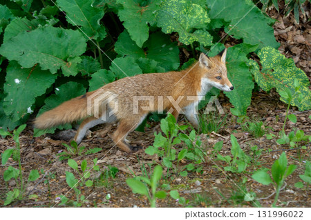 來自北海道的可愛又惹人喜愛的野生狐狸(蝦夷紅狐) 來自北海道的可愛又惹人喜愛的野生狐狸(蝦夷紅狐) 131996022