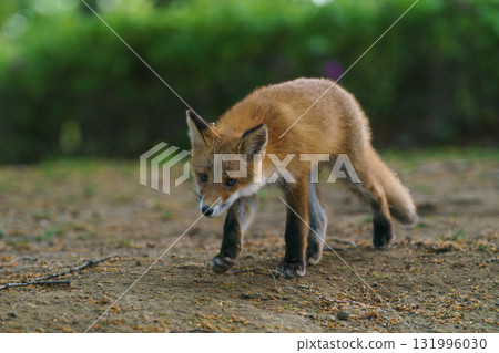 A cute and adorable wild fox (Ezo red fox) from Hokkaido 131996030