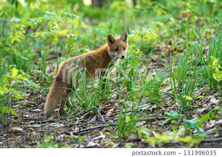 A cute and adorable wild fox (Ezo red fox) from Hokkaido A cute and adorable wild fox (Ezo red fox) from Hokkaido 131996035
