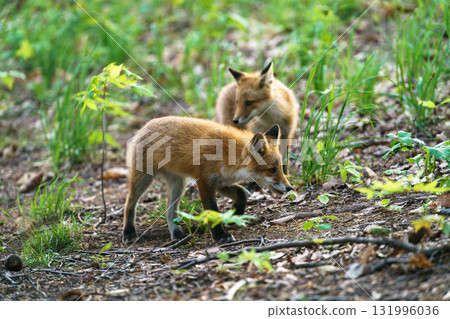 A cute and adorable wild fox (Ezo red fox) from Hokkaido 131996036