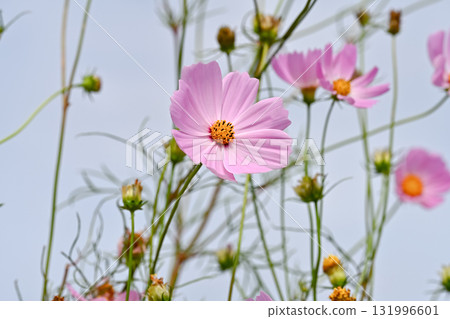 粉紅色的宇宙 粉紅色的宇宙 131996601