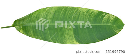 Heliconia green leaf with yellow spots isolated on white background. Heliconia green leaf with yellow spots isolated on white background. 131996790