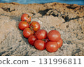 Spanish tomates de colgar on coastal rocks 131996811