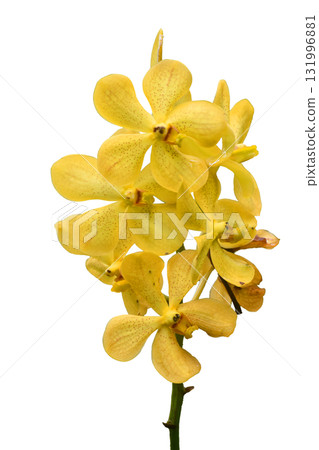 Bouquet of yellow orchids with red dots isolated on white background Bouquet of yellow orchids with red dots isolated on white background 131996881