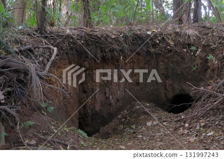 Autumn at Sarugai Shell Mound / Sarugaiyama Shell Mound (Kawaguchi City, Saitama Prefecture) Autumn at Sarugai Shell Mound / Sarugaiyama Shell Mound (Kawaguchi City, Saitama Prefecture) 131997243