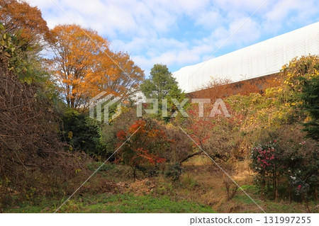Sarugai Shell Mound in Autumn / Sarugaiyama Shell Mound and the Outer Ring Road (Kawaguchi City, Saitama Prefecture) Sarugai Shell Mound in Autumn / Sarugaiyama Shell Mound and the Outer Ring Road (Kawaguchi City, Saitama Prefecture) 131997255
